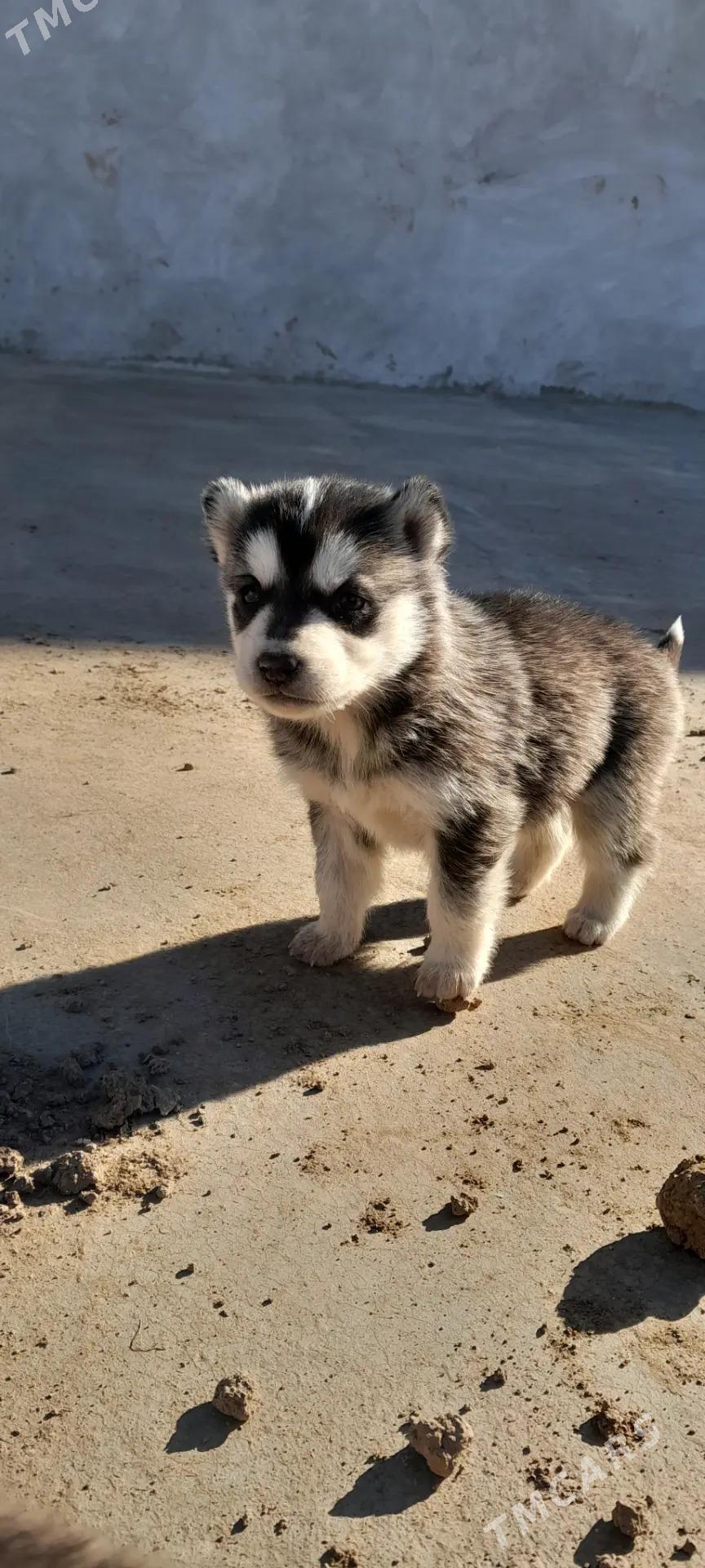 Haski ćaga - Türkmenabat - img 1