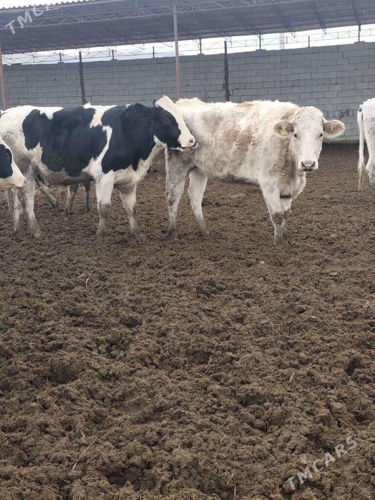 SIMMENTAL TÛWE - Анев - img 1