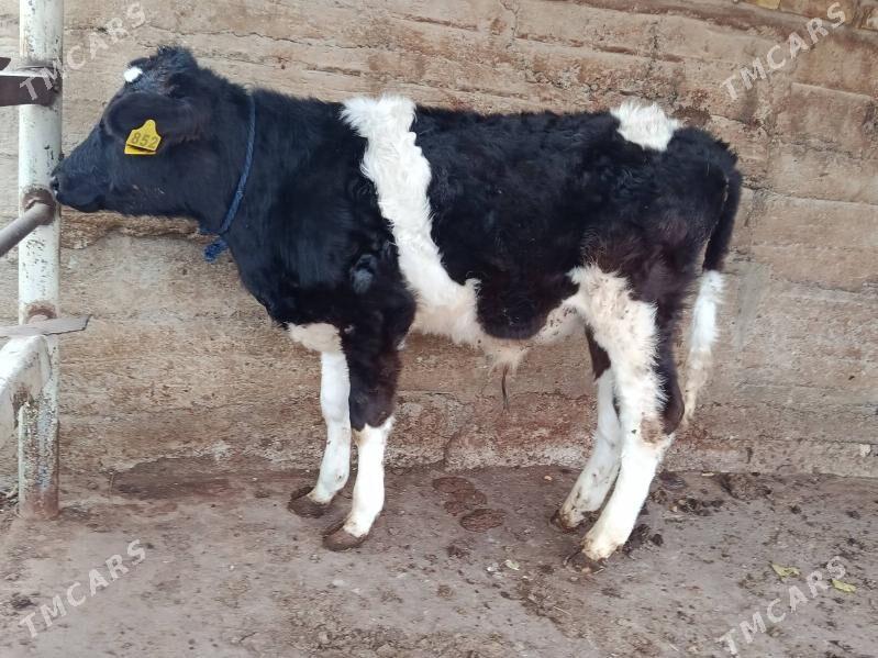 okuz - Ашхабад - img 1