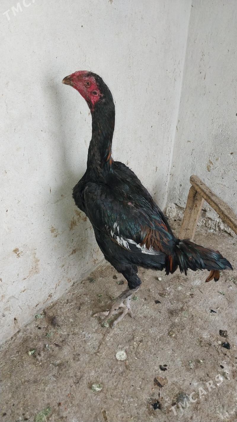 HOROZ - Теджен - img 1