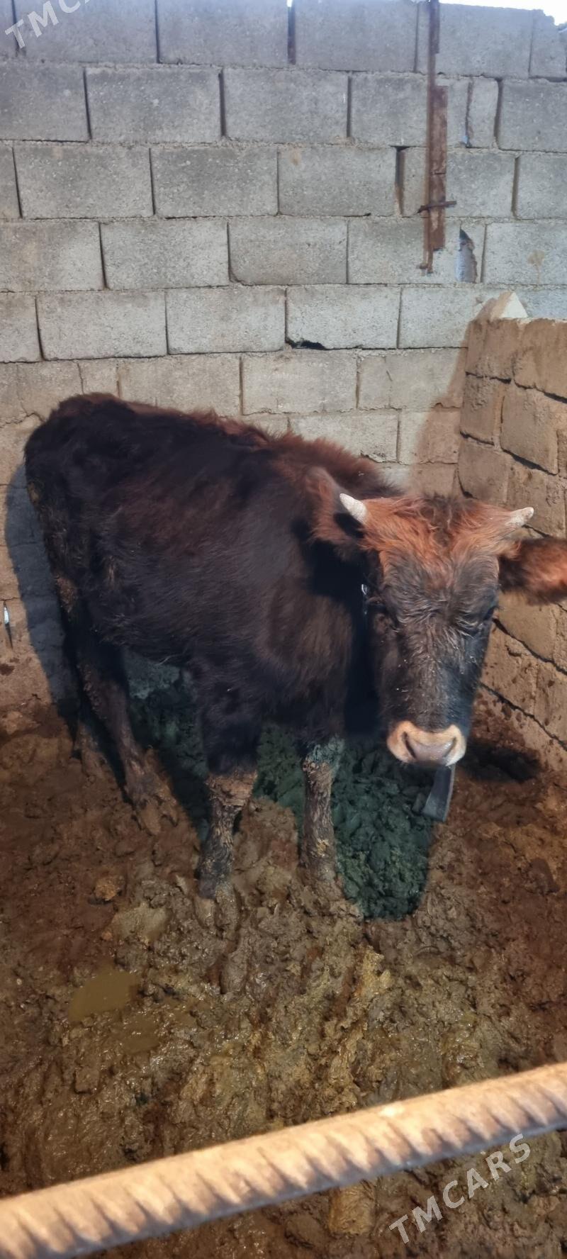 tüwe göle - Änew - img 1