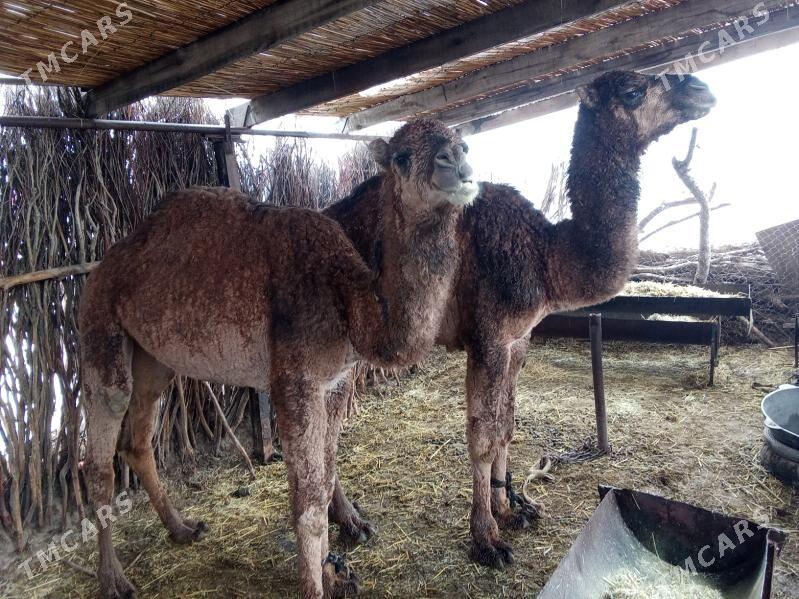 Erkek Ogşuklar - Sakarçäge - img 1