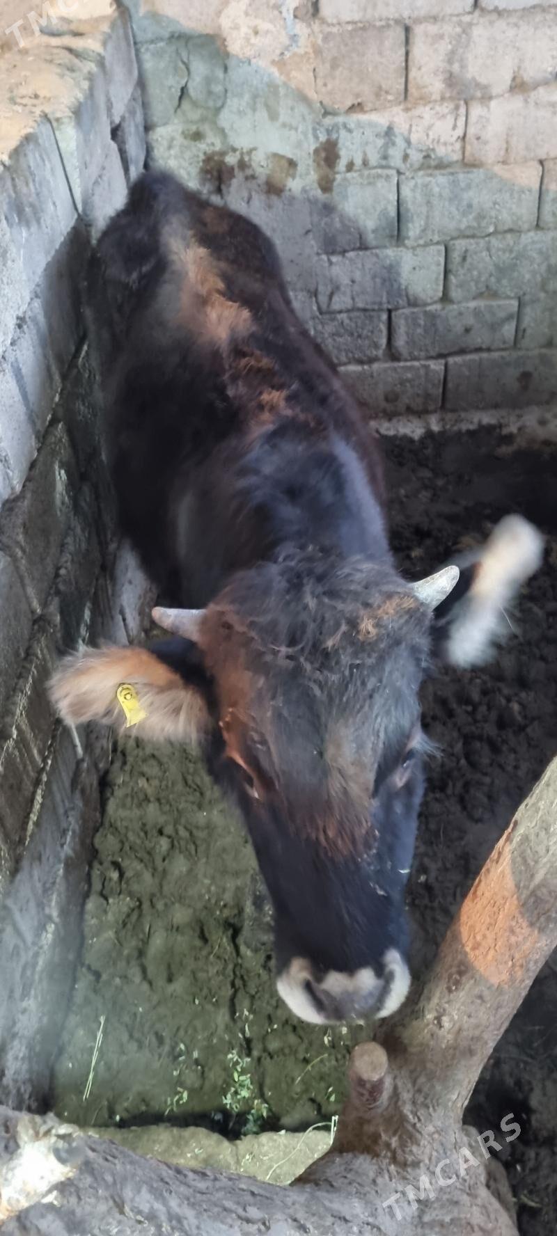 tüwe göle - Анев - img 1