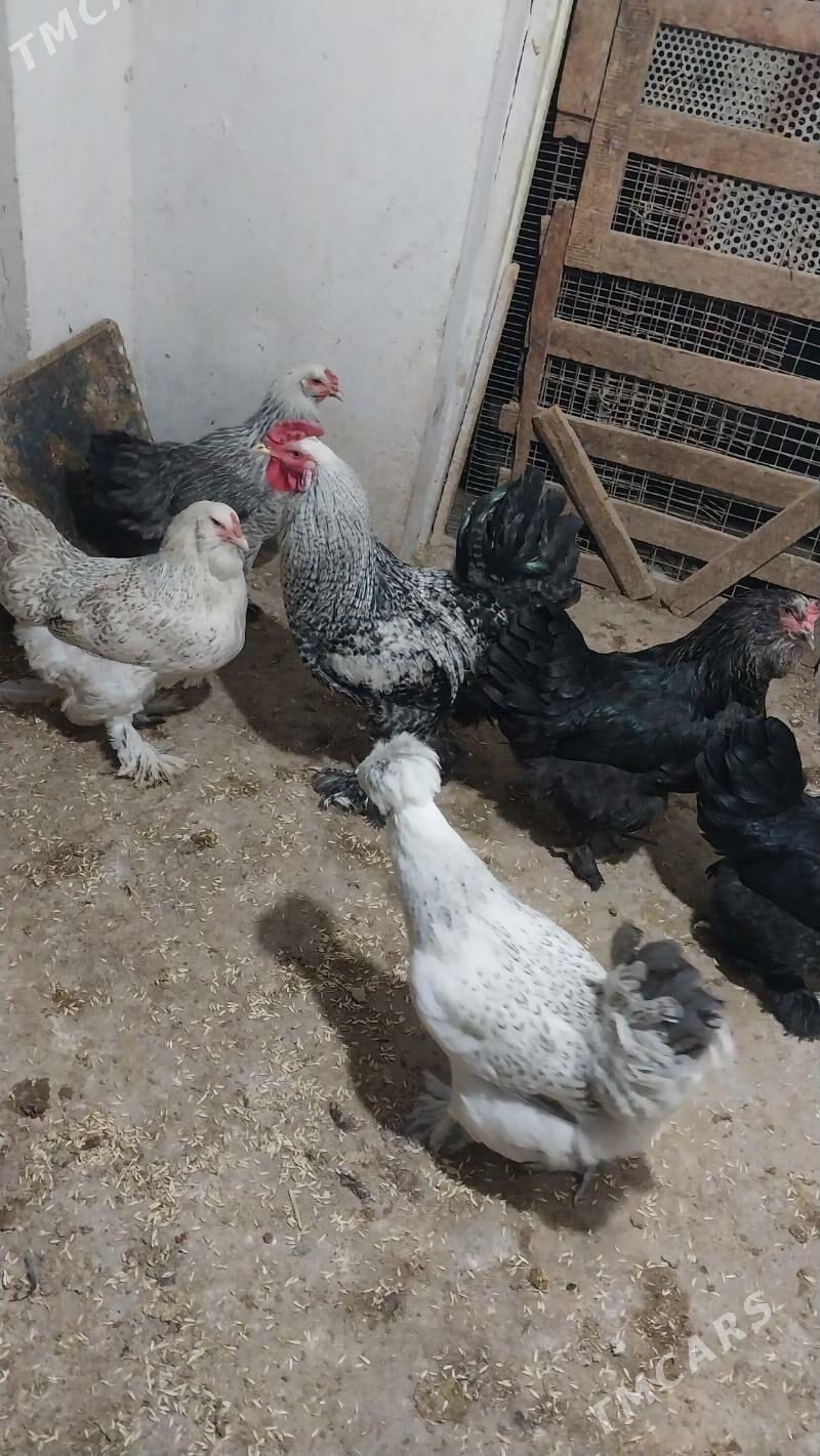 PARODA TOWUKLAR - Tejen - img 1