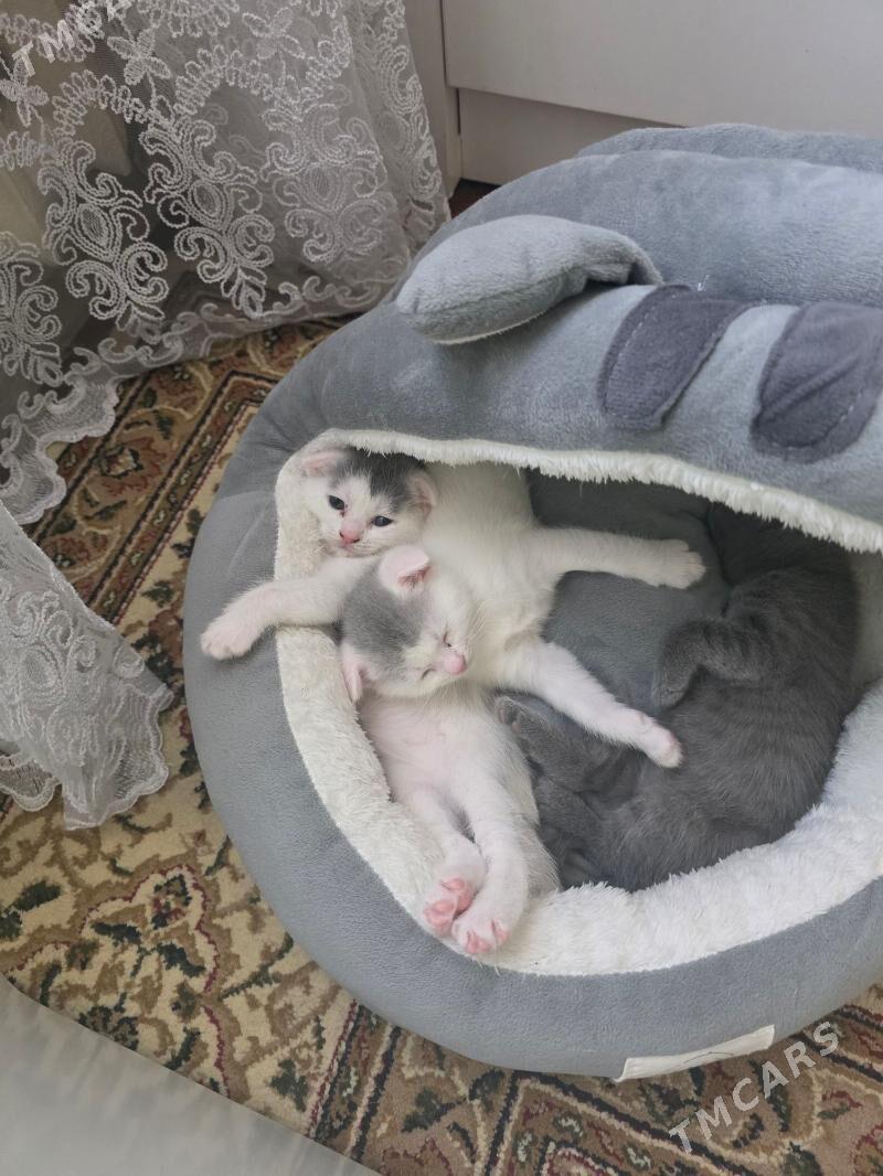 pisik - Ашхабад - img 1