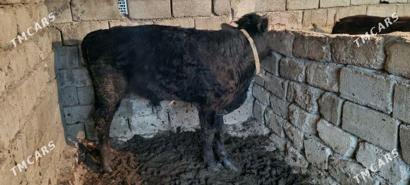 öküz - Анев - img 1