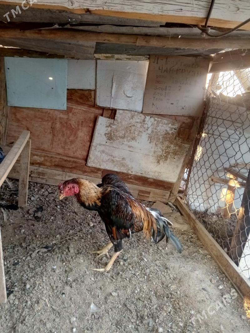 ,horaz - Farap - img 1