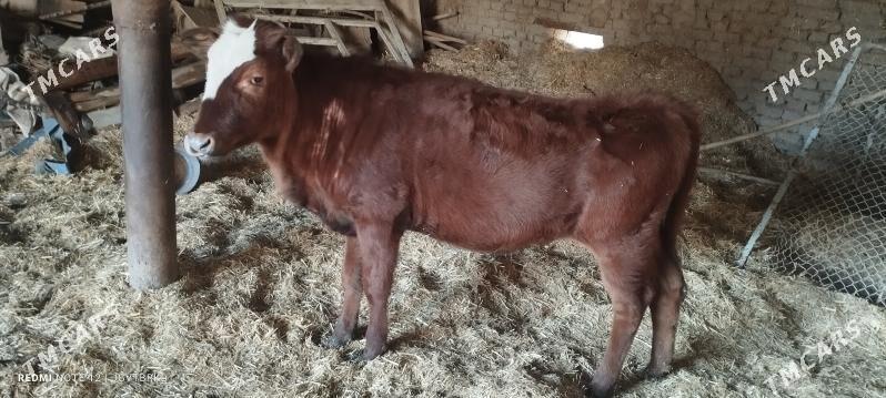 gõleli sygye - Байрамали - img 1