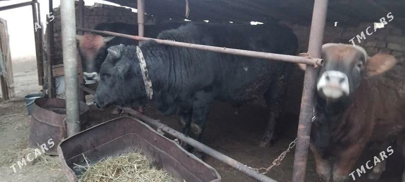 öküz - Бабадайхан - img 1