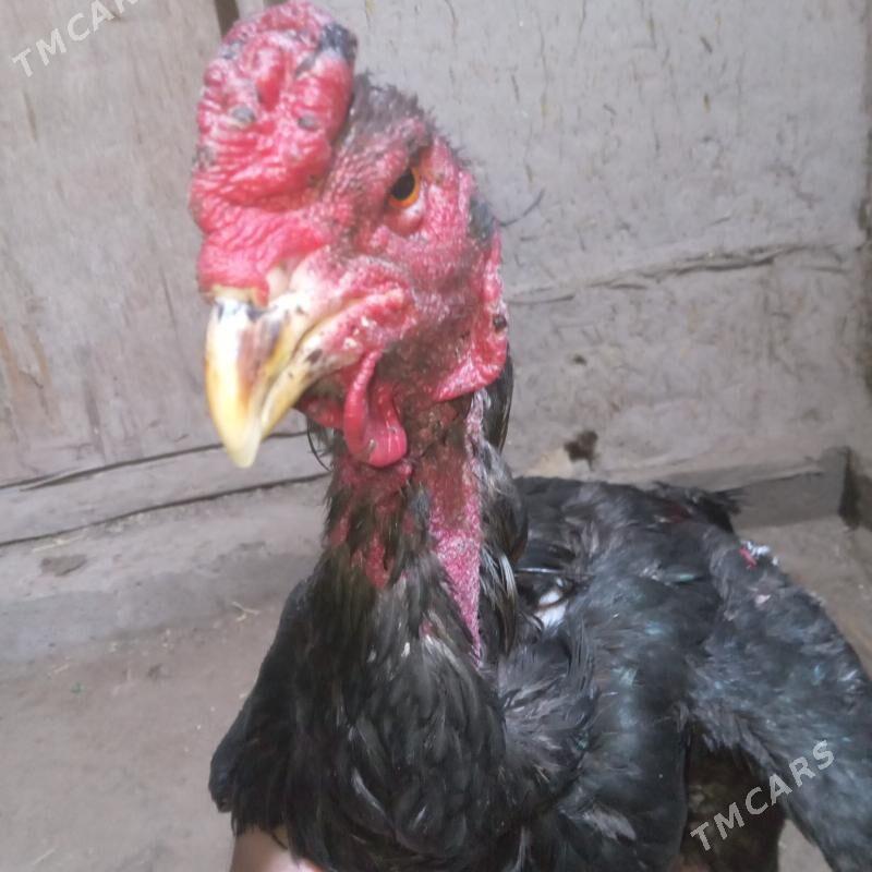 Horaz - Şabat etr. - img 1