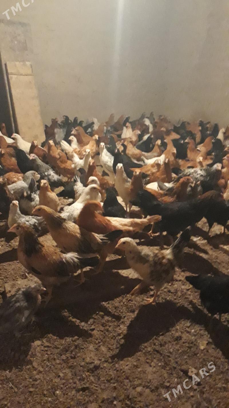 towuk.Juje - Mary - img 1