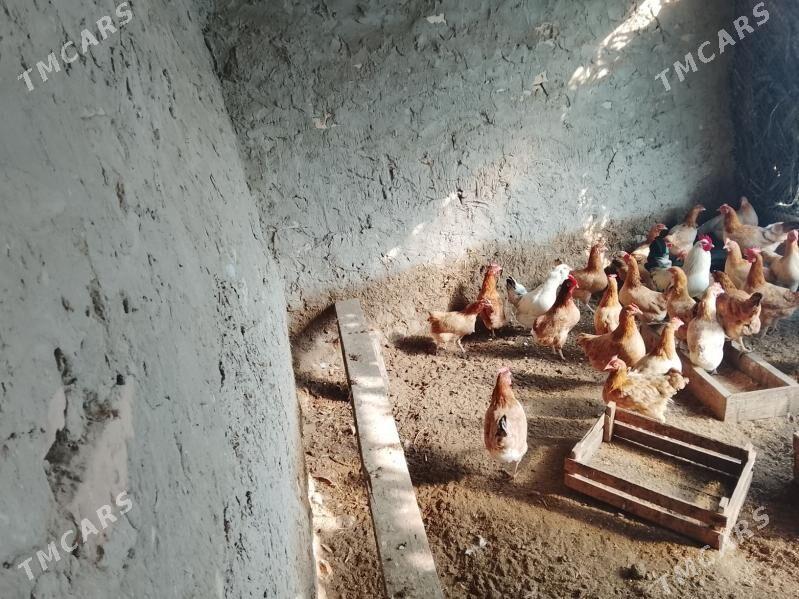 MESNİ TOWUK ABMEN MEÝDE MAL BL - Чарджоу - img 1