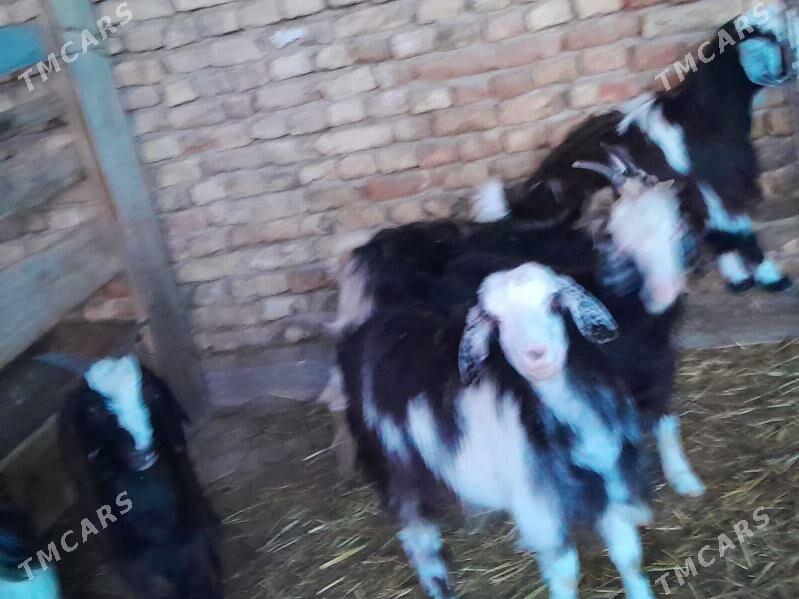 çebiş - Gökdepe - img 1