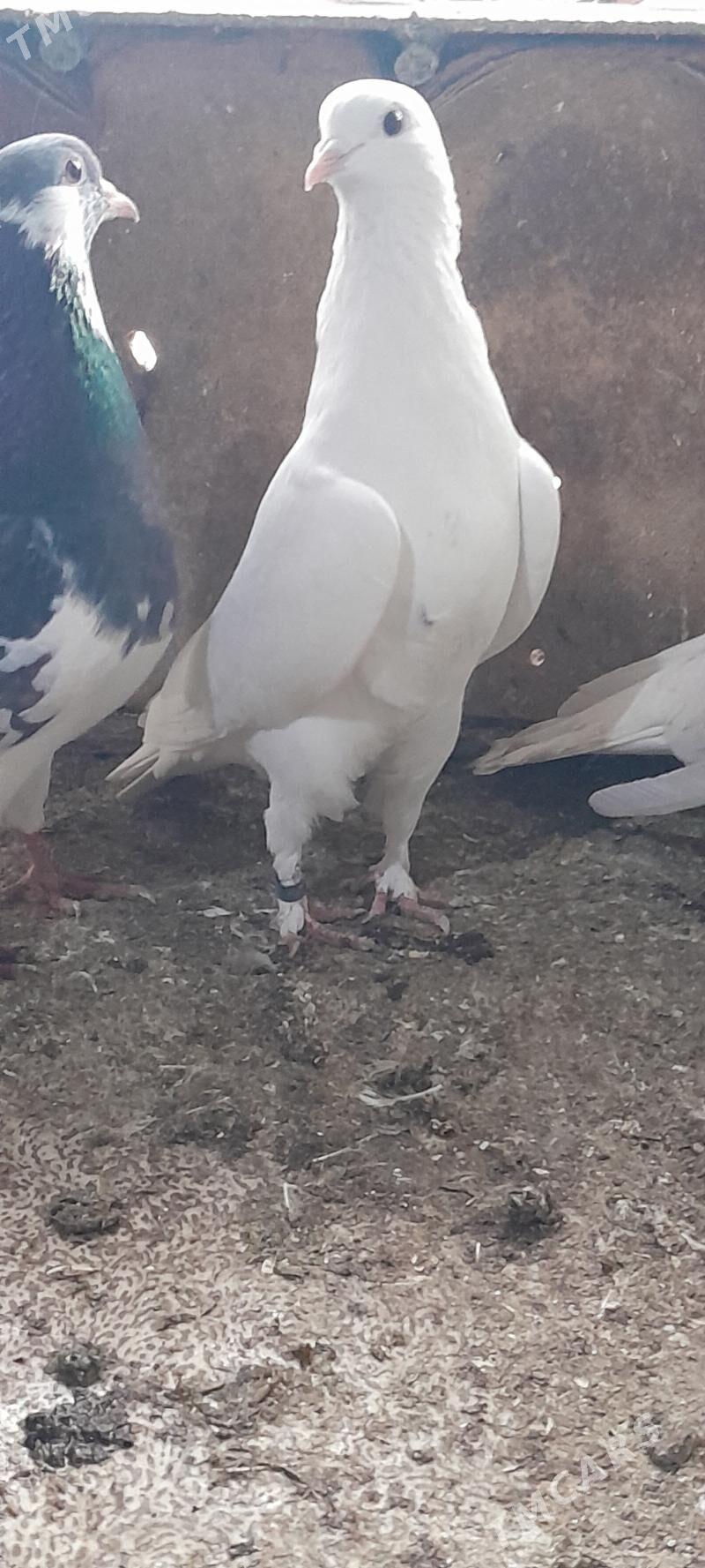 kepderi - Aşgabat - img 1