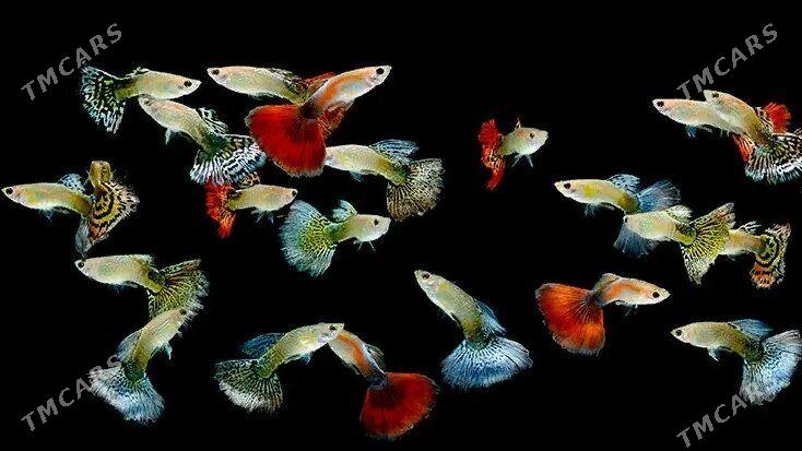 Гуппи - Карабогаз - img 1