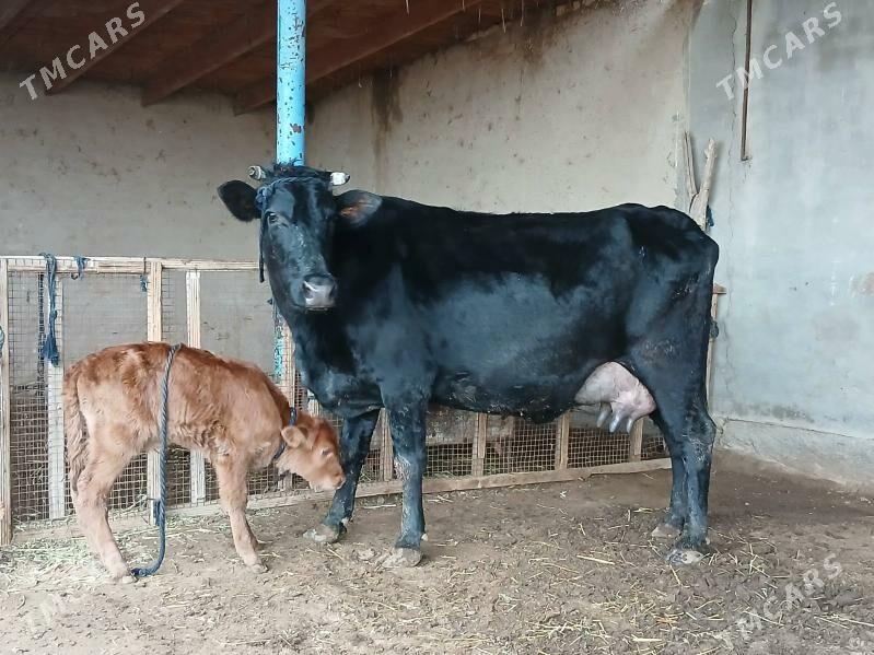 goleli - Векильбазар - img 1