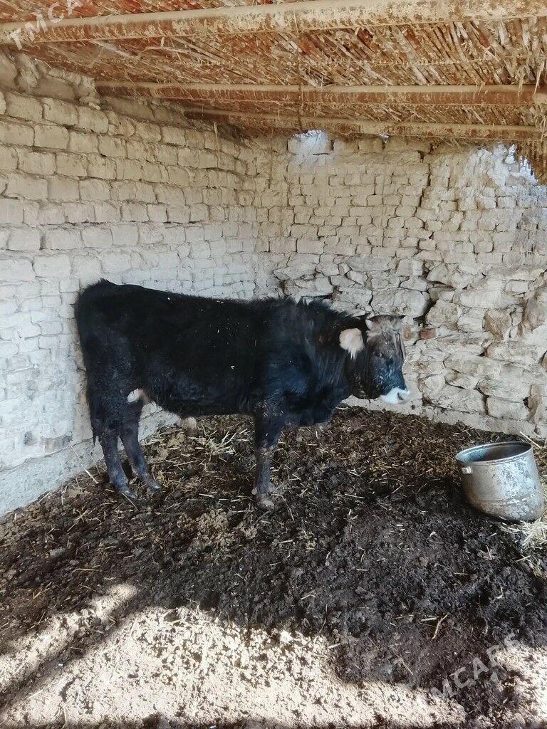 öküz - Махтумкули - img 1