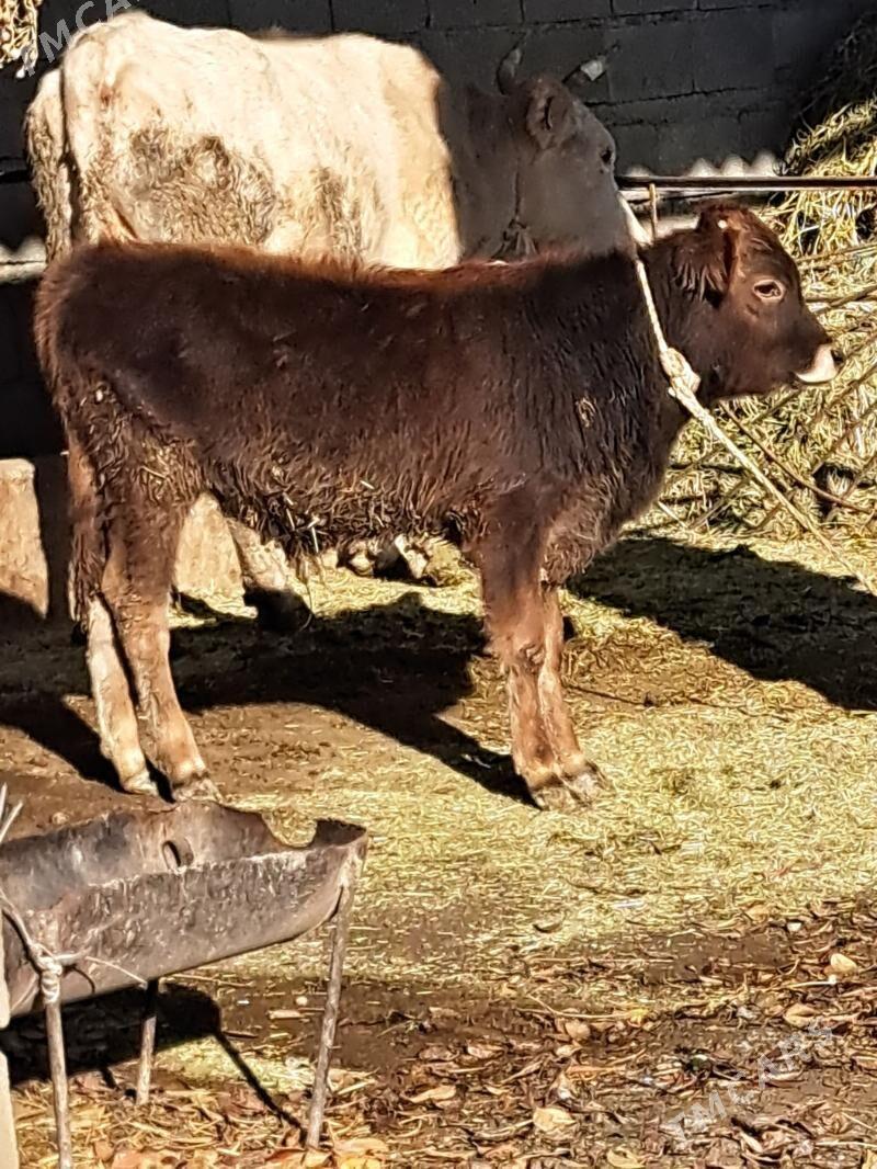 Okuzce - Бахарден - img 1