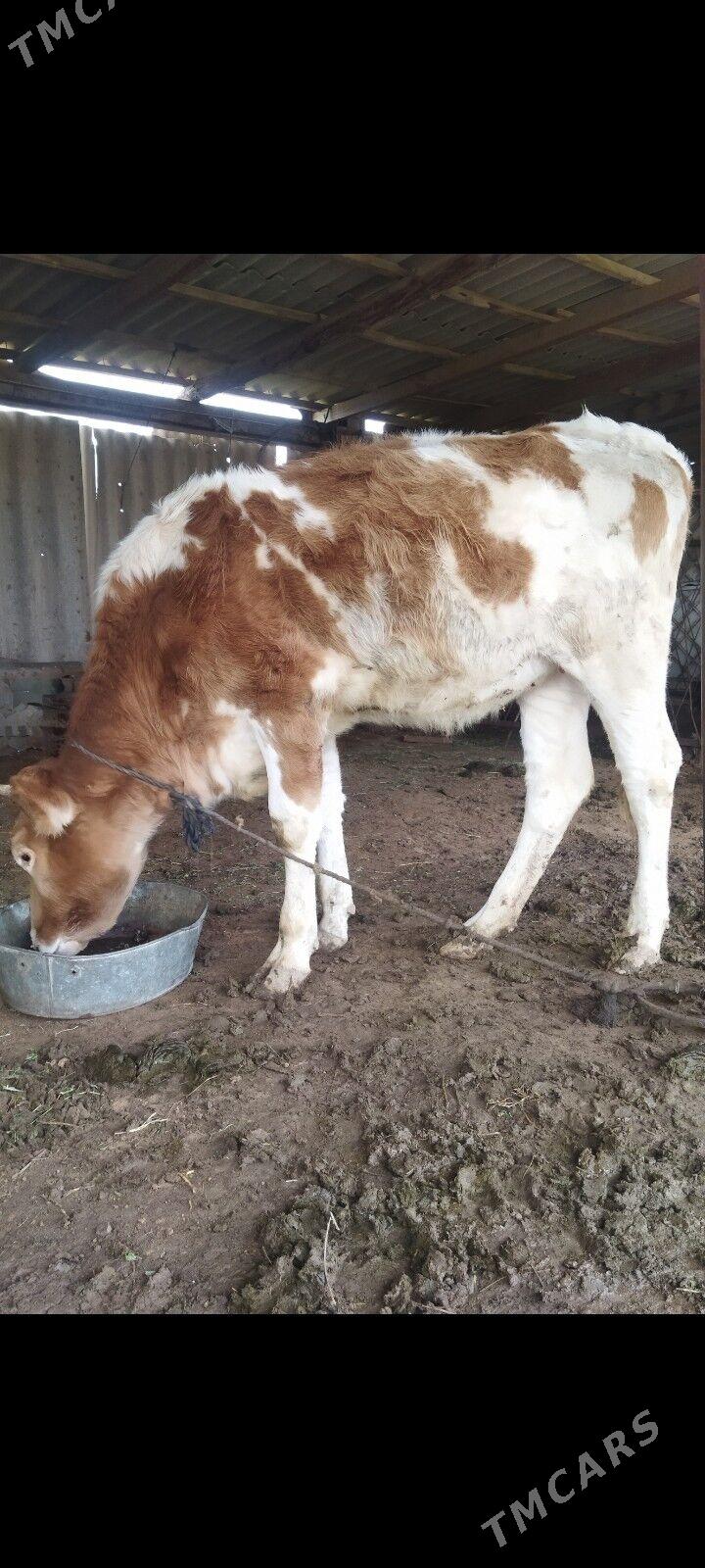 Gibrit tüwe - Babadaýhan - img 1