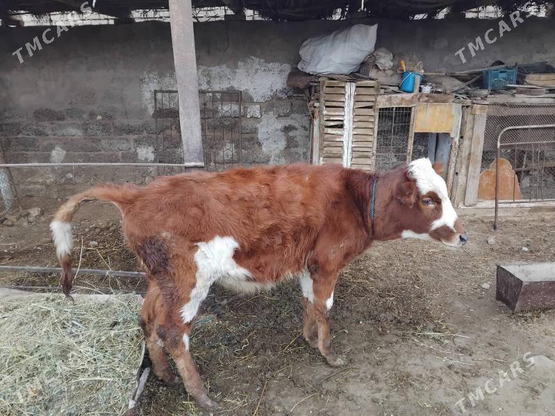 unajin - Чарджоу - img 1