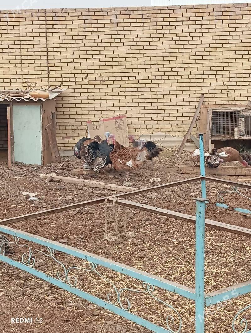 erkek induk - Мары - img 1