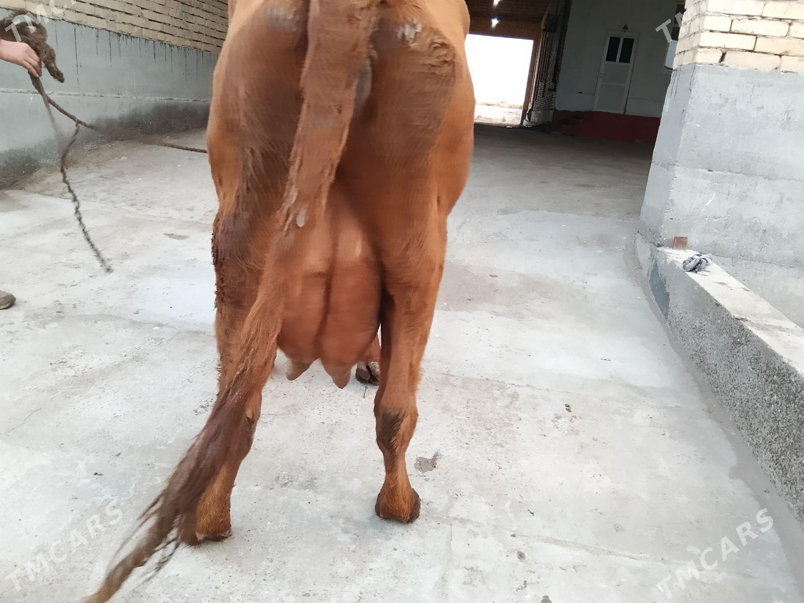 BURLAT SYGYR - Сакар - img 1