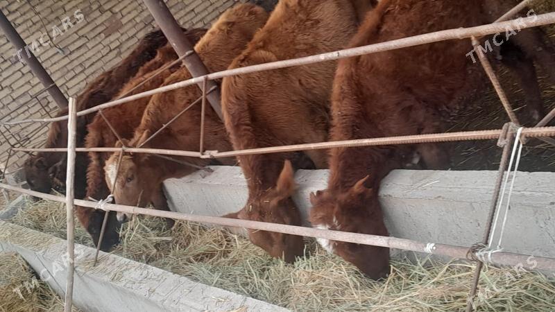 unajynlar - Sakar - img 1