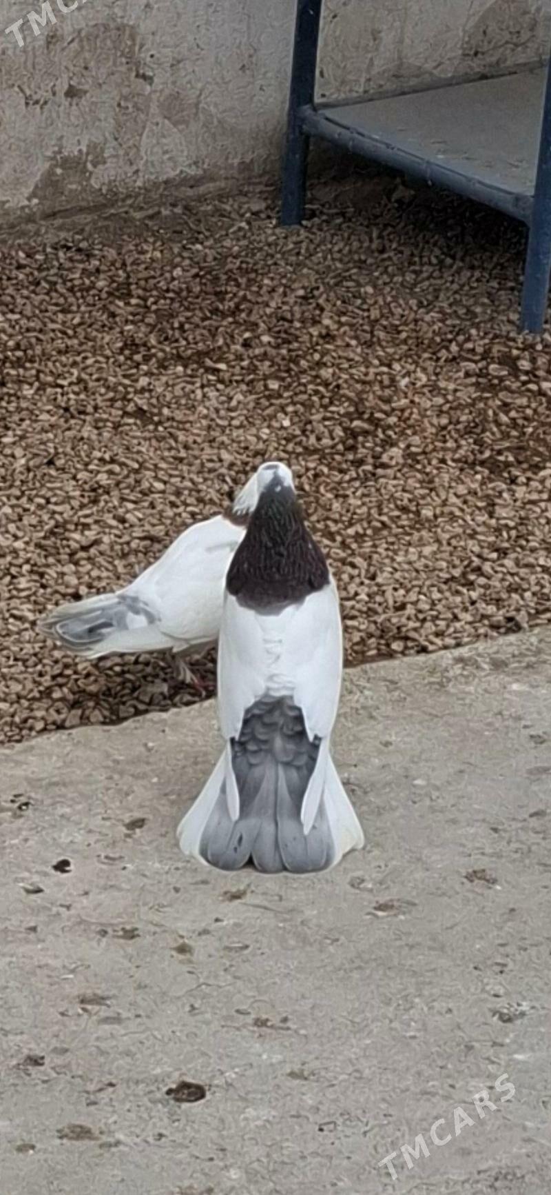 Kepderi - Балканабат - img 1