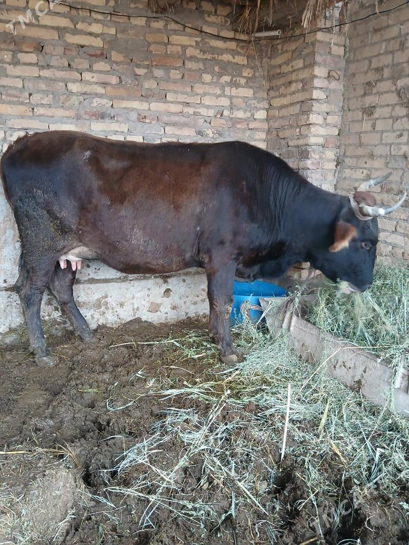 goleli sygyr - Чарджоу - img 1