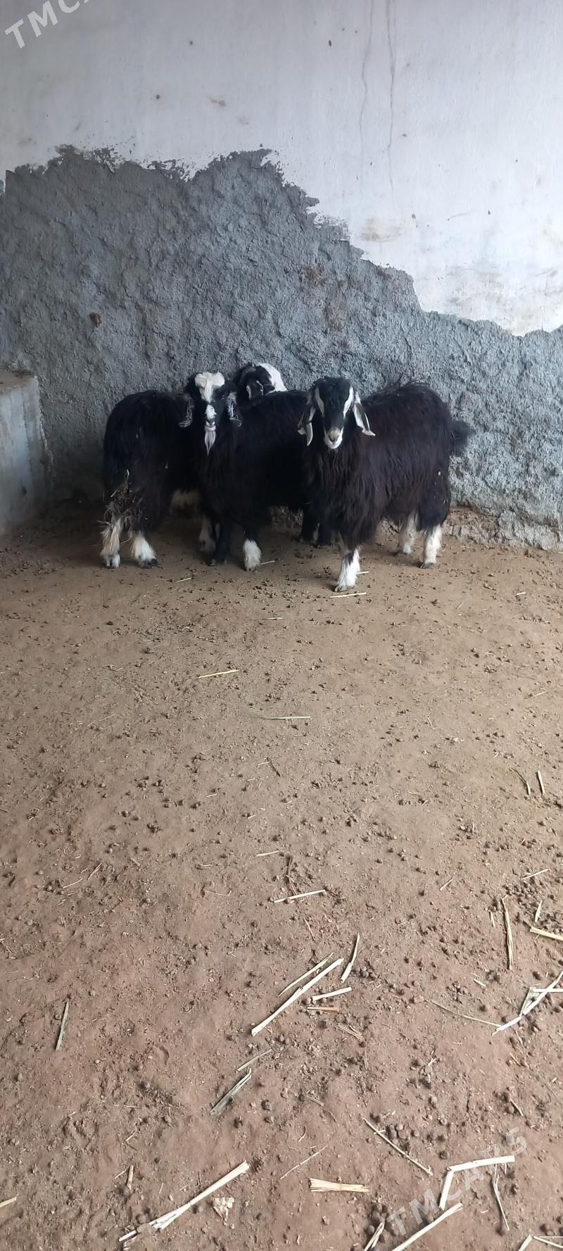 ÇEWIS - Гарадамак - img 1