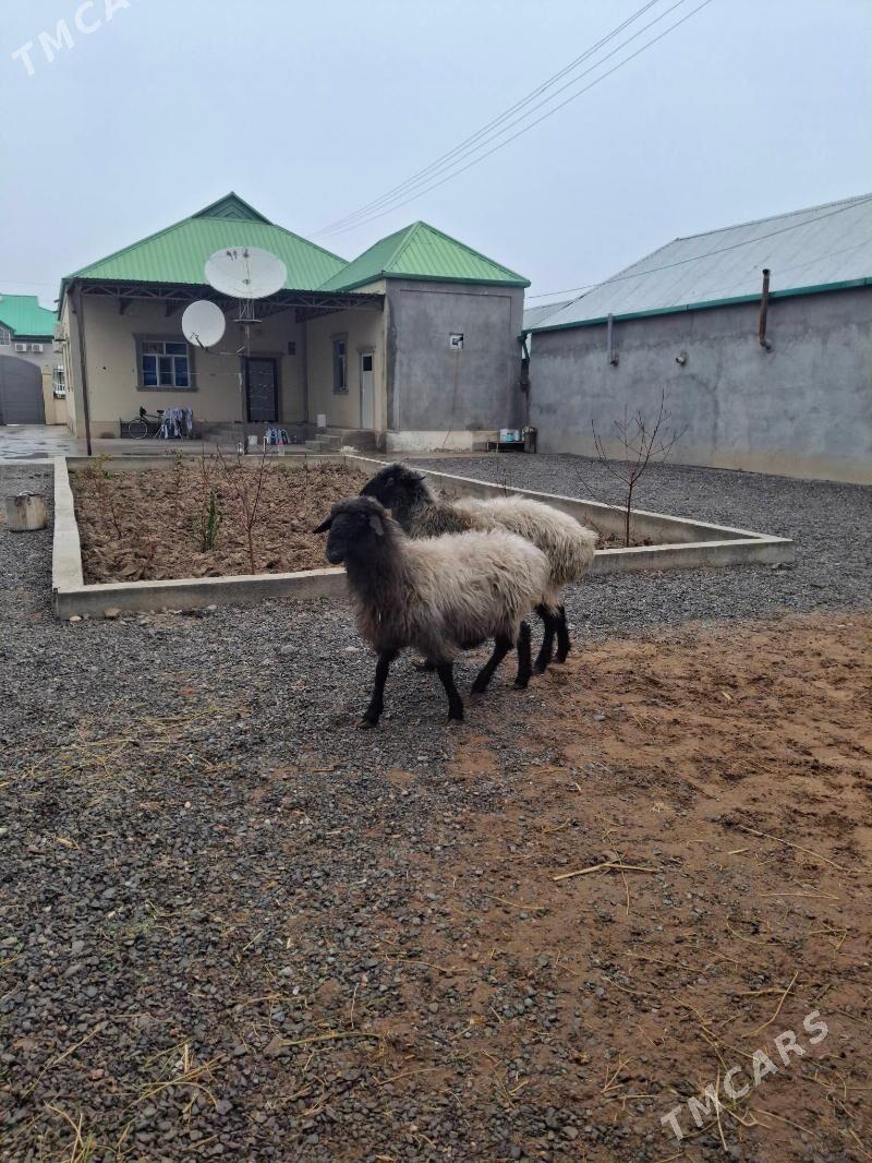 guzuly goyun.bogaz goyun.tokly - Анев - img 1