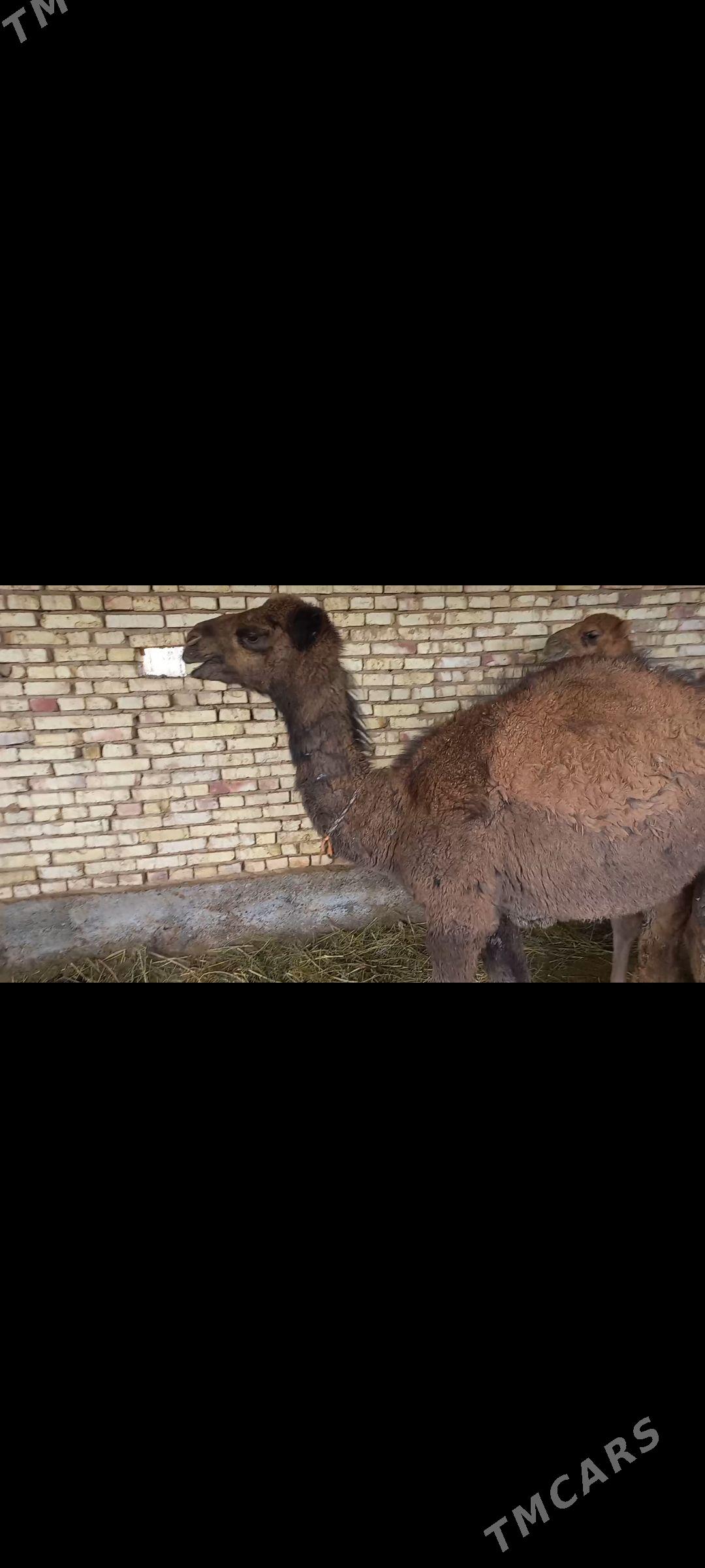 kosek torym - Tejen - img 1