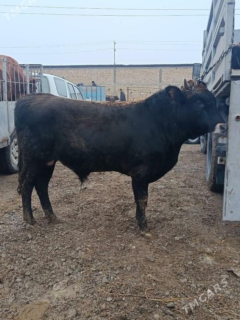 okuz - Büzmeýin - img 1