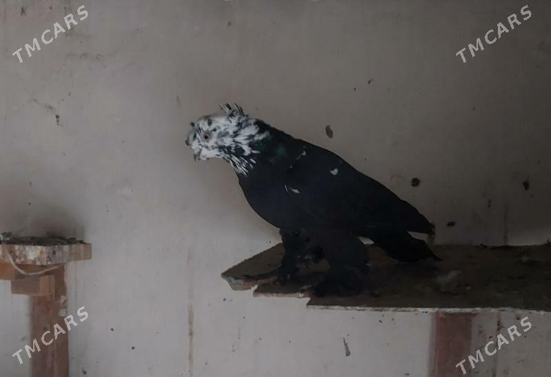 kepderi - Фарап - img 1