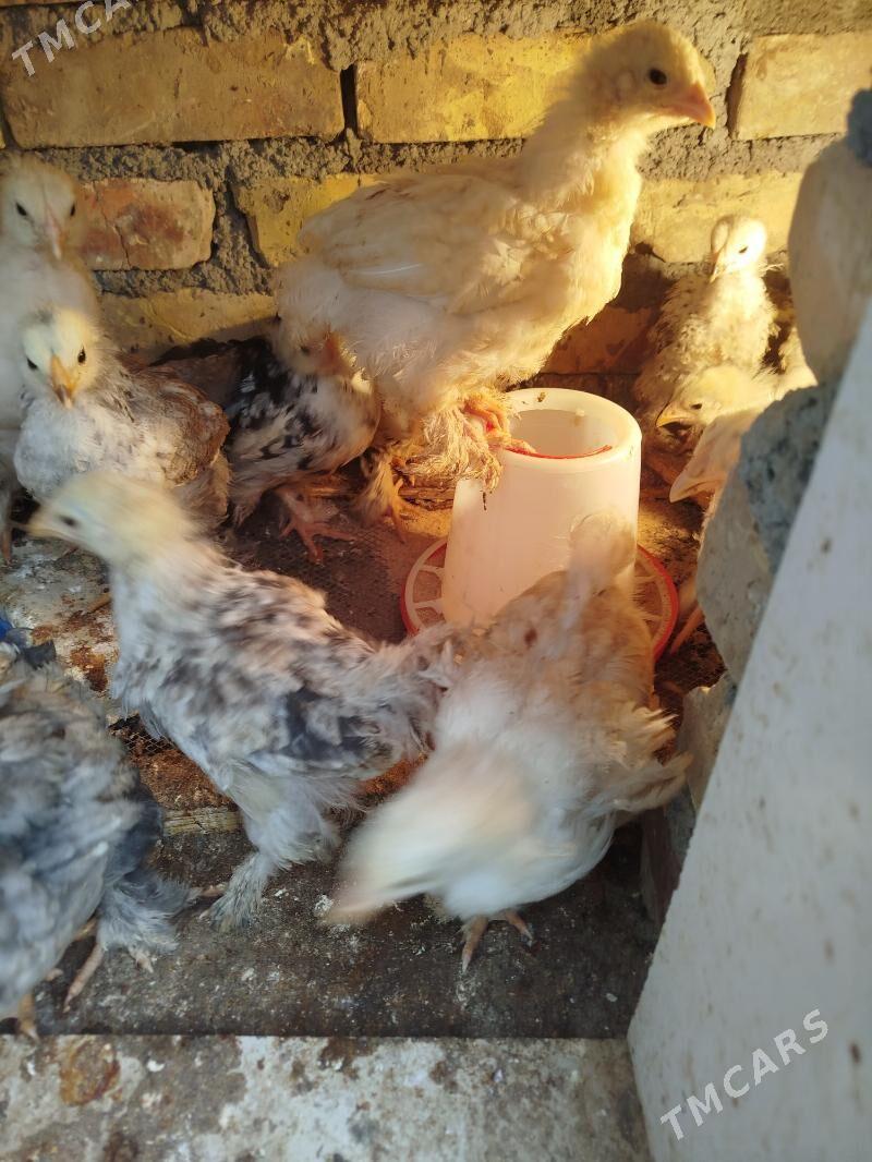 brama - Ашхабад - img 1