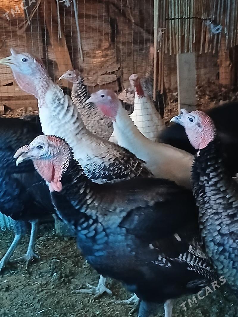 Induk - Мары - img 1