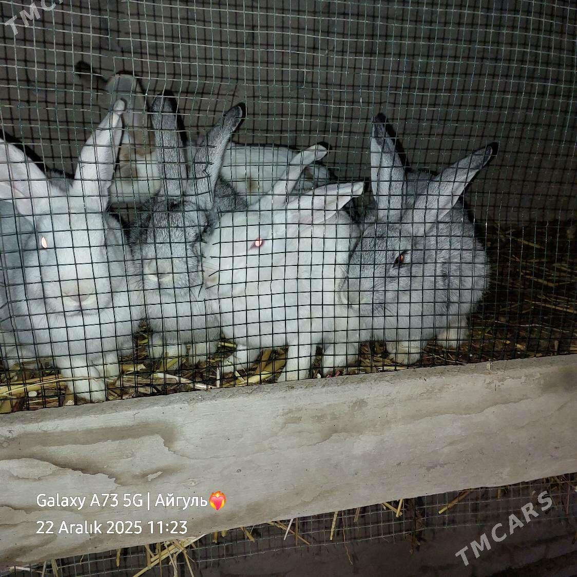 towsan - Daşoguz - img 1