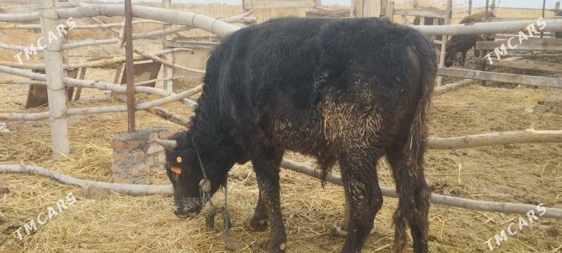 okuz - Яшлык - img 1