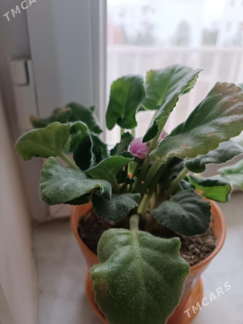 Домашние цветы фиалки - Ашхабад - img 1