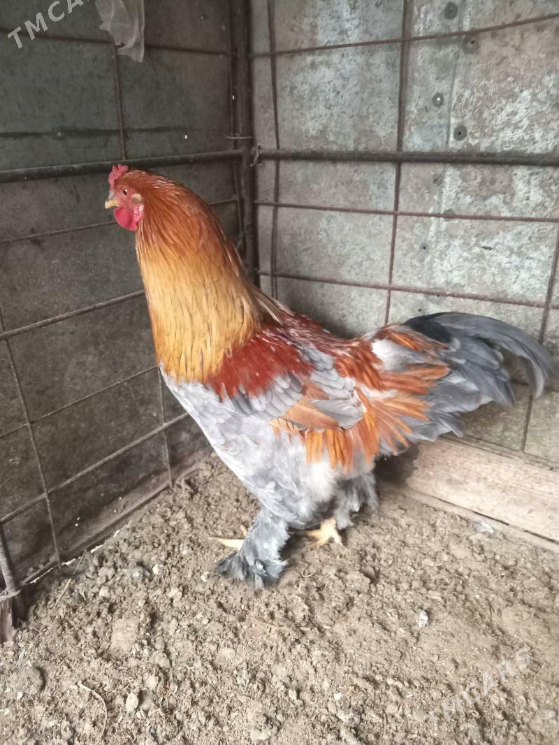 horaz - Büzmeýin - img 1