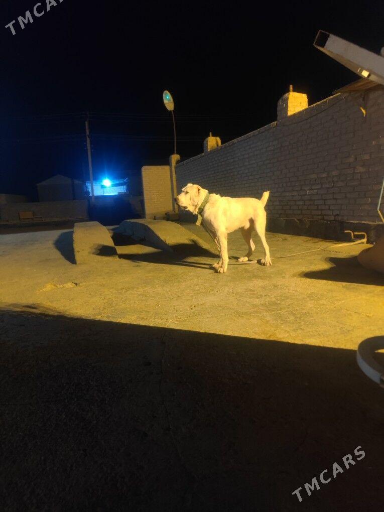 Akguš - Бабадайхан - img 1