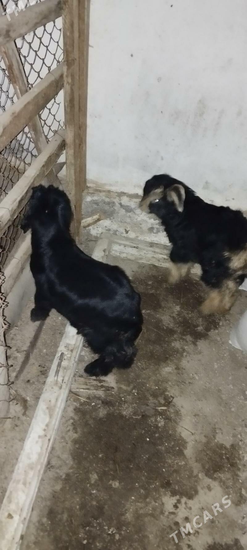 Owlak - Änew - img 1