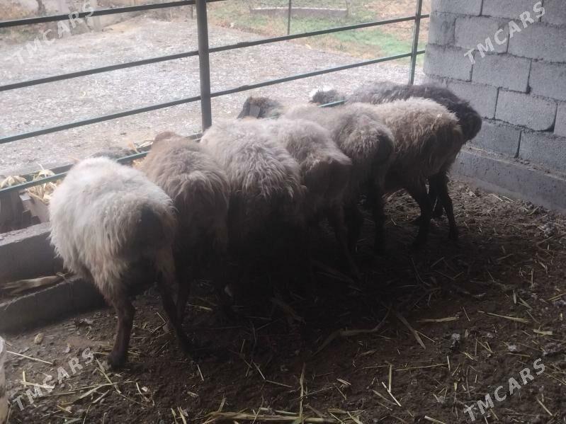 goyun - Гёкдепе - img 1