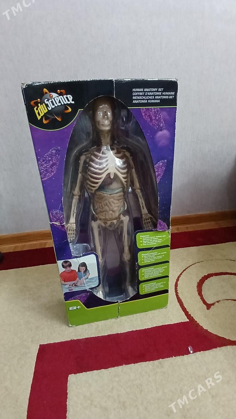 Çagalar dünýäsi Анатомия скеле - Türkmenabat - img 1