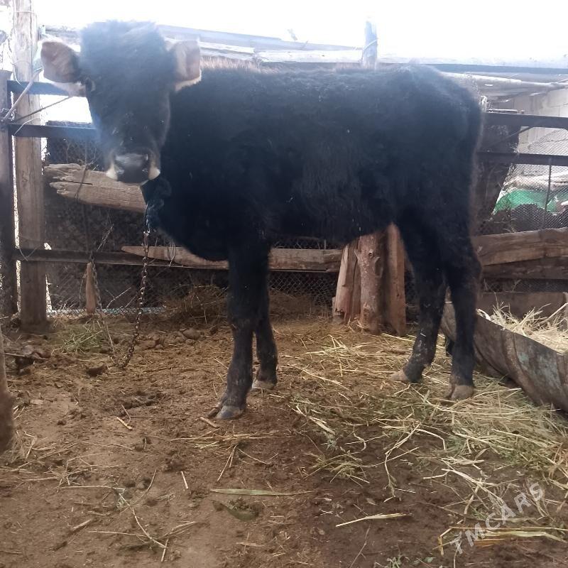 Öküz - Ýaşlyk - img 1