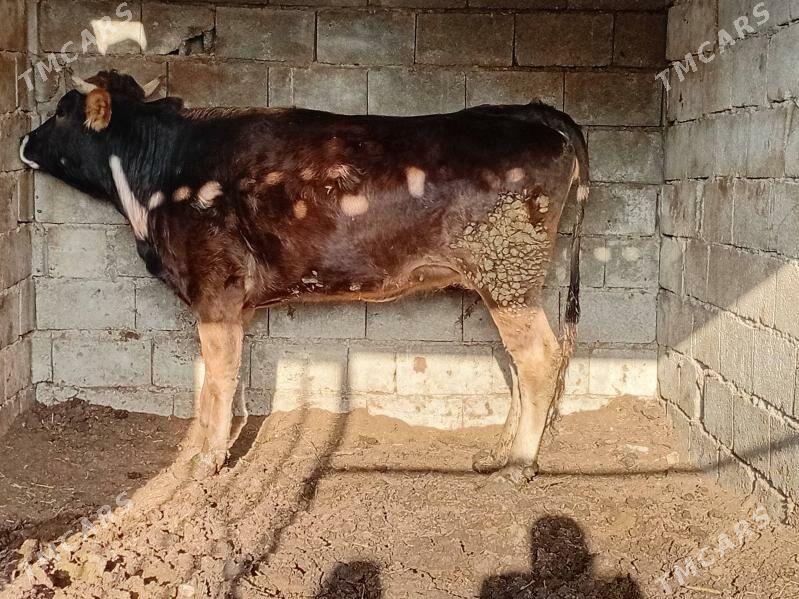 tuwe - Gökdepe - img 1