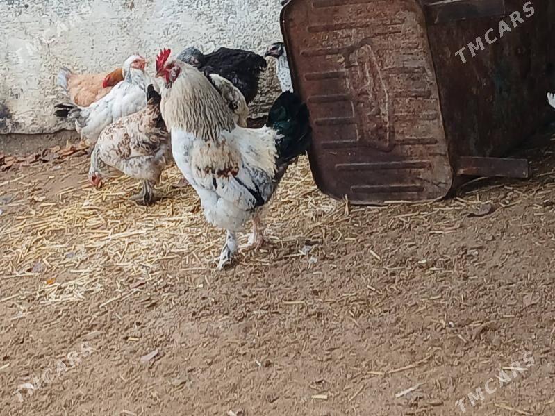 brama balgar towuklar - Bäherden - img 1