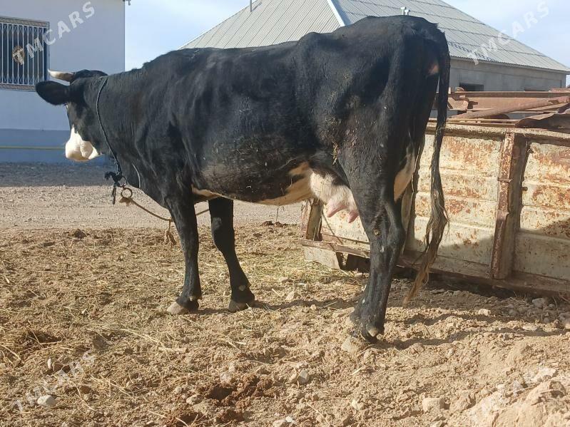 bogz sygyr - Балканабат - img 1