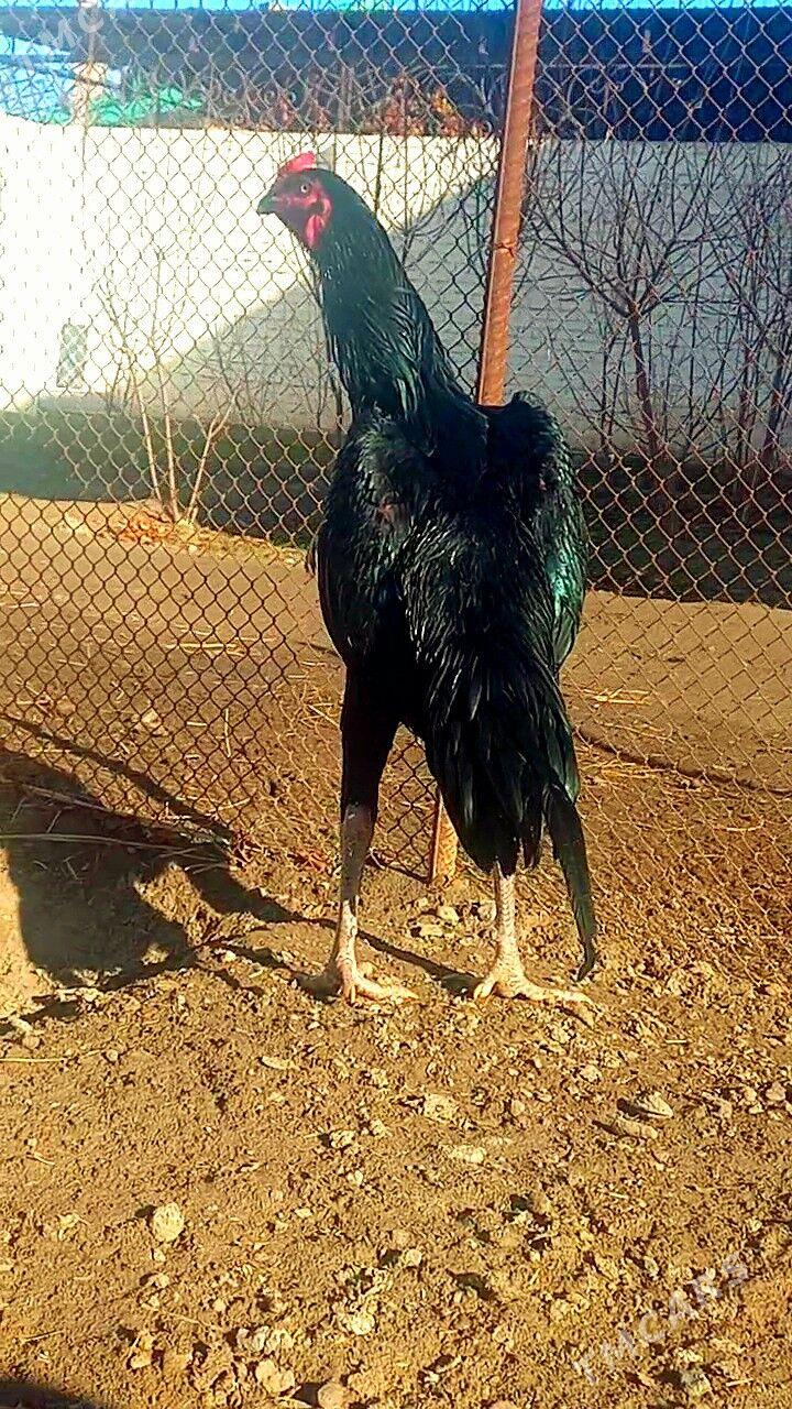 САМАРКАНТ ЖУЖЕ - Türkmenabat - img 1