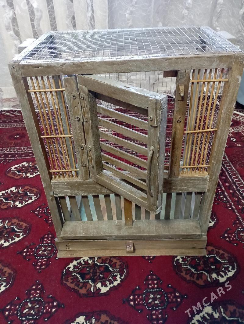 kuş ketek 🦜 - Туркменабат - img 1